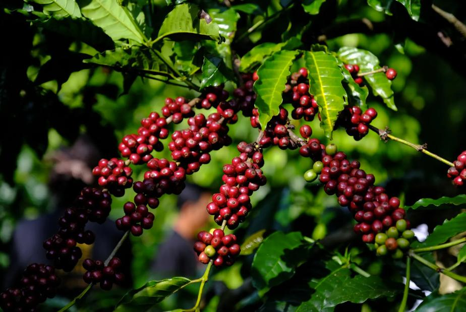 Bản tin nông sản hôm nay (28-3): Giá cà phê giảm